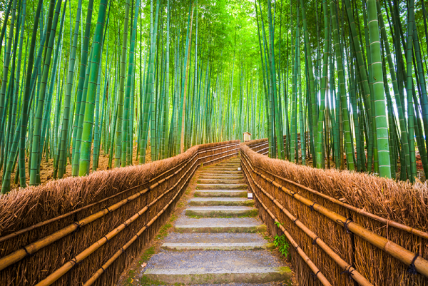bamboo forest in Kyoto